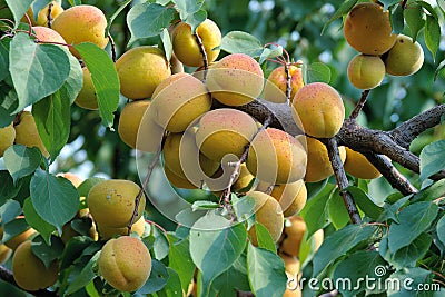 Ripe apricot fruits Stock Photo