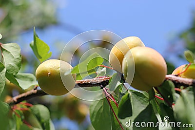 Ripe Apricots Stock Photo