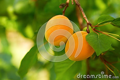 Ripe apricots on the branch Stock Photo