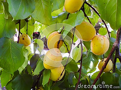 Ripe apricots on a fruit tree. Nature background. summer harvest Stock Photo