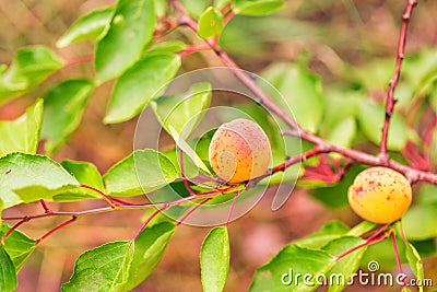 Ripe apricots growing on a branch Stock Photo