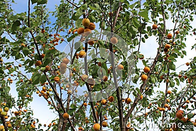 Ripe Apricots Hanging from Branches. Naturally Sweet Harvest. Organic Fruits from Garden Farming. Stock Photo