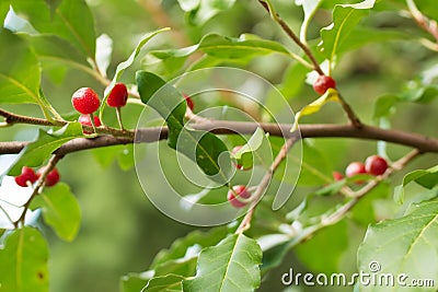 Ripe Autumn Olive Berries (Elaeagnus Umbellata) Stock Photo