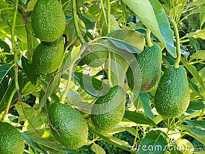 Ripe avocado fruits growing on tree as crop Stock Photo