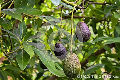 The avocado in the avocado farm Stock Photo