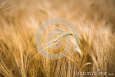 Ripe barley (lat. Hordeum) Stock Photo