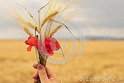 Ripe barley stalks and red common poppy flower in human hand in front of a golden field in the summer harvest season Stock Photo