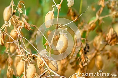 Ripe beans growing Stock Photo
