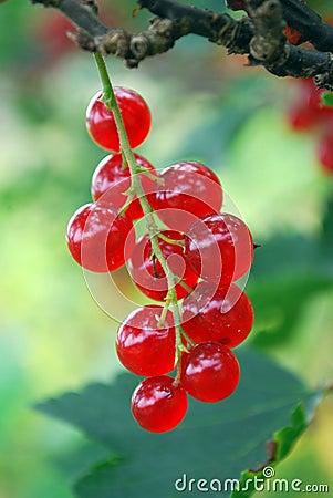 The ripe berries of cowberries. Stock Photo