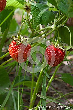 Ripe berries and foliage strawberry. Strawberries on a strawberry plant on organic strawberry farm.. Stock Photo