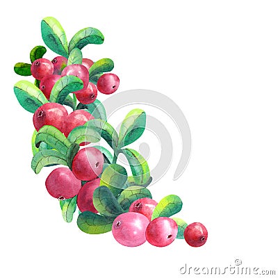 Ripe berry cowberry on white background is isolated. Clipart. Watercolor illustration Cartoon Illustration