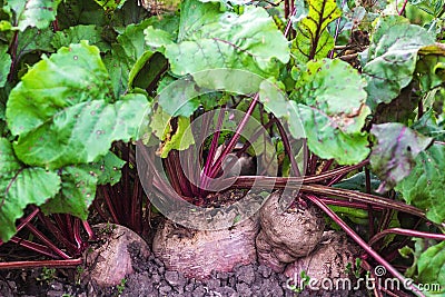 Ripe big red beetroot growing in the ground. Fresh harvested beetroots, beets with leaves on soil background. Organic vegetables i Stock Photo