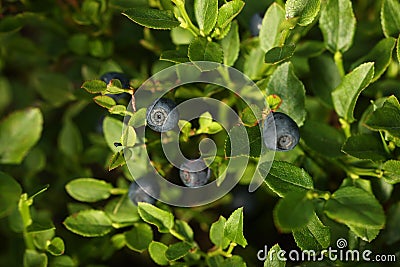 Ripe bilberries growing in forest, closeup view Stock Photo