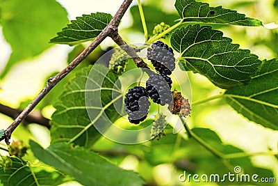 Ripe black berry hanging on Morus tree branch black mulberry, M Stock Photo