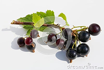 Ripe black currant berries on branch lie on white paper outdoor macro Stock Photo