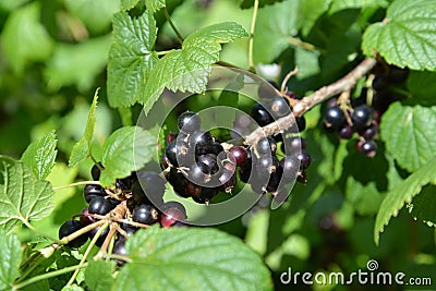 Ripe black currant (Ribes nigrum L. ) Stock Photo