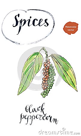 Ripe black peppercorn on a branch Vector Illustration