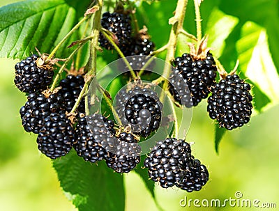 Ripe blackberry in a garden Stock Photo