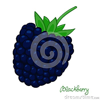 Ripe blackberry. isolated dewberry on white background. summer berry of bramble. Vector Illustration