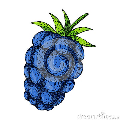 ripe blackberry sketch hand drawn vector Cartoon Illustration