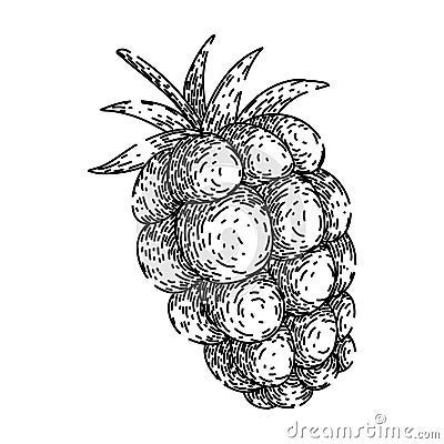 ripe blackberry sketch hand drawn vector Vector Illustration