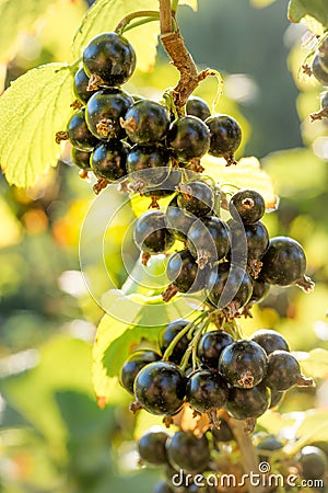 Ripe blackcurrant growing in the garden. Close up. Sunny day Stock Photo