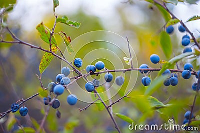 ripe blackthorn berries on a branch Stock Photo