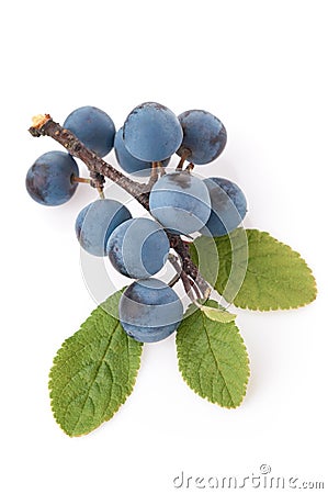 Ripe blackthorn berries on a branch with green leaves isolate. Sloe Prunus spinosa on studio white background. close-up in Stock Photo