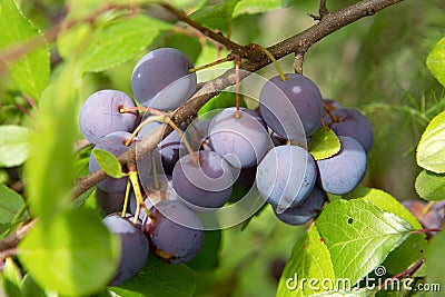 Ripe blackthorn fruit on a branch in the sunlight Stock Photo