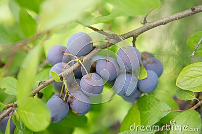 Ripe blackthorn fruit on a branch in the sunlight Stock Photo