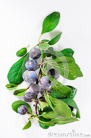 Ripe blackthorn fruit with leaves Stock Photo