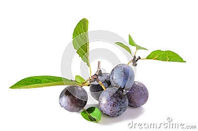 Ripe blackthorn fruit with leaves Stock Photo