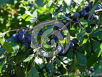 Ripe blackthorn fruits Prunus spinosa growing on tree branches Stock Photo