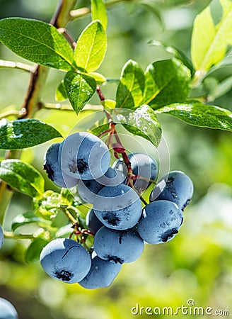 Ripe blueberries bilberry on a blueberry bush on a nature background Stock Photo