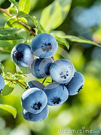 Ripe blueberries bilberry on a blueberry bush on a nature background Stock Photo