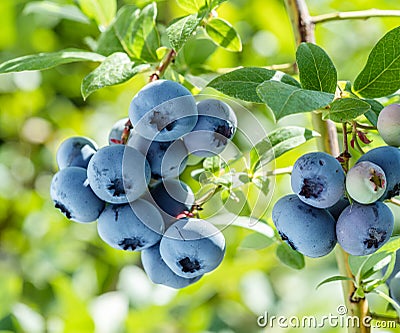 Ripe blueberries bilberry on a blueberry bush on a nature background Stock Photo