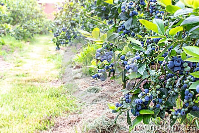 Ripe blueberry on the plantation Stock Photo