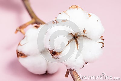 Ripe bolls with cottonwool close up on pink Stock Photo