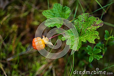 Cloudberry in a marsh Stock Photo