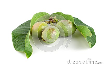 Ripe branch of a walnut isolated on a white Stock Photo