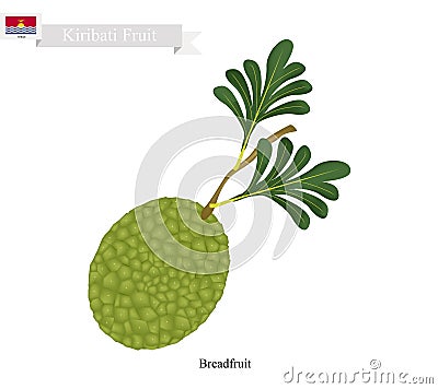 Ripe Breadfruit, A Popular Fruit in Kiribati Vector Illustration