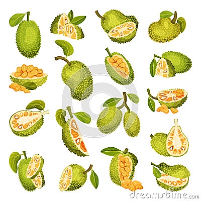 Ripe Bright Green Jackfruit with Seed Coat and Fibrous Core Whole and with Cut Section Big Vector Set Vector Illustration