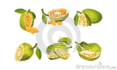 Ripe Bright Green Jackfruit with Seed Coat and Fibrous Core Whole and with Cut Section Vector Set Vector Illustration