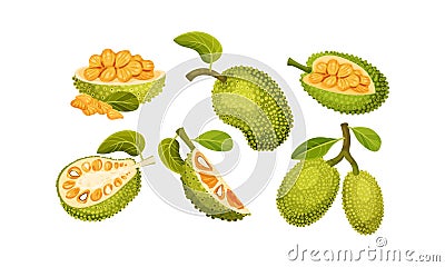 Ripe Bright Green Jackfruit with Seed Coat and Fibrous Core Whole and with Cut Section Vector Set Vector Illustration