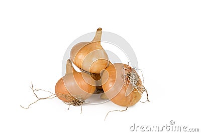 Ripe bulbs of onion on the white background. Stock Photo