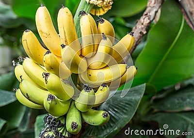 Ripe bunch of bananas on the palm. Stock Photo