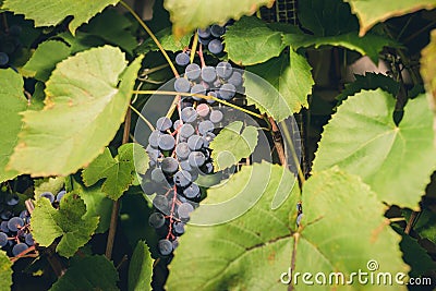Ripe bunch of grapes hanging on a plant on a sunny day/bunch of blue grapes hanging on a plant with green leaves Stock Photo