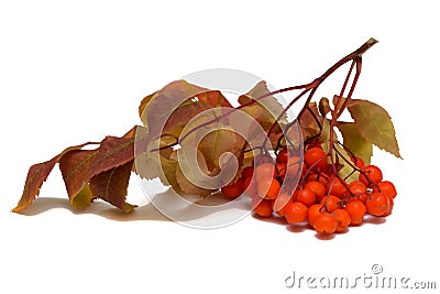 Ripe bunch of rowan berries with yellow leaves Stock Photo