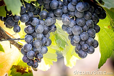 Ripe bunches of wine grapes on a vine in warm light Stock Photo