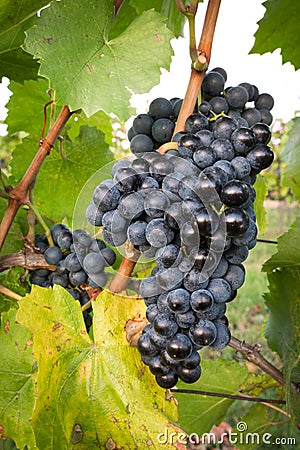 Ripe bunches of wine grapes on a vine in warm light Stock Photo